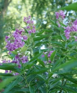 Chitalpa El Nino Desert Orchid Live Plant – 4 inch Pot – Outdoor Shrub - Image 3