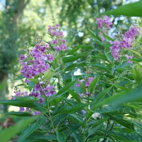 Chitalpa El Nino Desert Orchid Live Plant – 4 inch Pot – Outdoor Shrub - Image 3