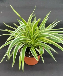 Chlorophytum Variegata Compacta Live Plant – Spider Plant – 3
