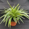 Chlorophytum Variegata Compacta Live Plant – Spider Plant – 3" Pot – Indoor - Image 1