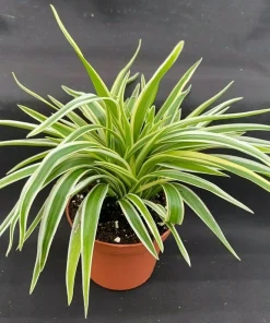 Chlorophytum Variegata Compacta Live Plant – Spider Plant – 3