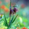 Chocolate Checkered Lily Seeds - Fritillaria lanceolata - 10 Seed Pack - Perennial - Image 1