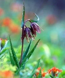 Chocolate Checkered Lily Seeds - Fritillaria lanceolata - 10 Seed Pack - Perennial - Image 1