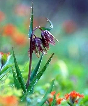 Chocolate Checkered Lily Seeds - Fritillaria lanceolata - 10 Seed Pack - Perennial - Image 1