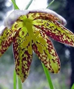 Chocolate Checkered Lily Seeds - Fritillaria lanceolata - 10 Seed Pack - Perennial - Image 2