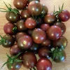 Chocolate Cherry Tomato Seeds - 15 Count - Heirloom Vegetable Seeds - Image 1