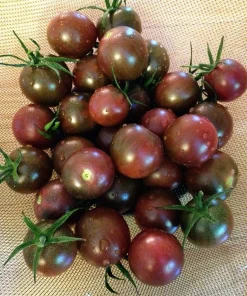Chocolate Cherry Tomato Seeds - 15 Count - Heirloom Vegetable Seeds - Image 1