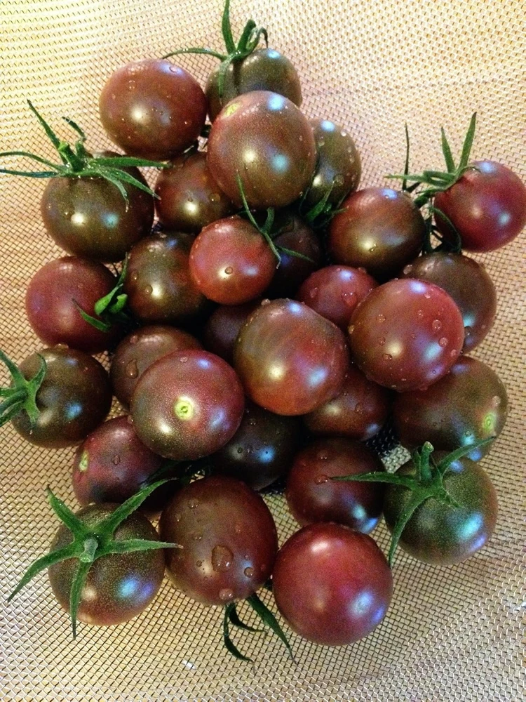 Chocolate Cherry Tomato Seeds - 15 Count - Heirloom Vegetable Seeds - Image 1