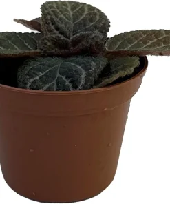 Chocolate Cream Flame Violet Episcia Live Plant – 2.5" Pot – Indoor Houseplant - Image 2
