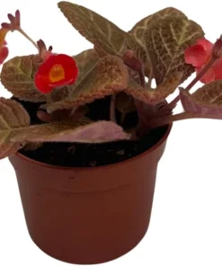 Chocolate Cream Flame Violet Episcia Live Plant – 2.5
