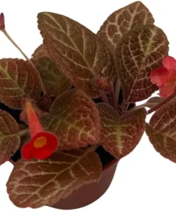 Chocolate Cream Flame Violet Episcia Live Plant – 2.5