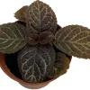 Chocolate Cream Flame Violet Episcia Live Plant – 2.5" Pot – Indoor Houseplant - Image 1
