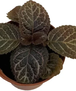 Chocolate Cream Flame Violet Episcia Live Plant – 2.5