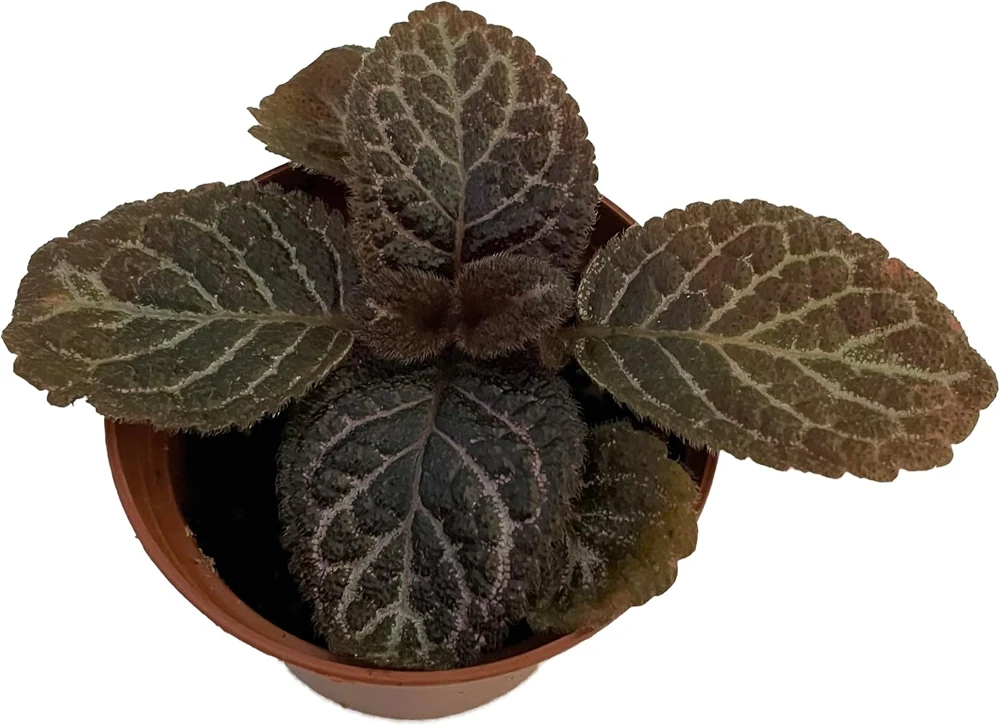 Chocolate Cream Flame Violet Episcia Live Plant – 2.5" Pot – Indoor Houseplant - Image 1