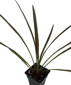 Chocolate Mint Cordyline Live Plant - 2.5