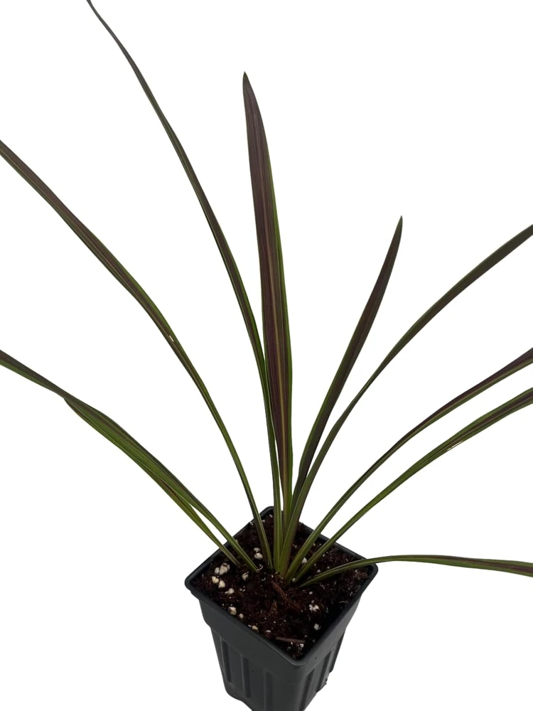 Chocolate Mint Cordyline Live Plant - 2.5" Pot - Indoor/Outdoor Foliage - Image 2
