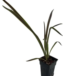 Chocolate Mint Cordyline Live Plant - 2.5