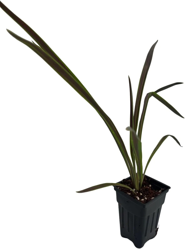 Chocolate Mint Cordyline Live Plant - 2.5" Pot - Indoor/Outdoor Foliage - Image 3