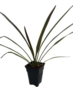 Chocolate Mint Cordyline Live Plant - 2.5