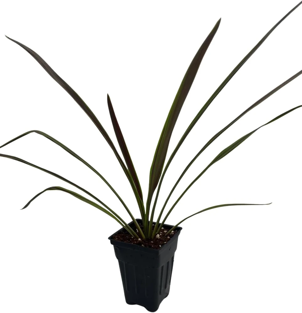 Chocolate Mint Cordyline Live Plant - 2.5" Pot - Indoor/Outdoor Foliage - Image 4