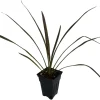 Chocolate Mint Cordyline Live Plant - 2.5" Pot - Indoor/Outdoor Foliage - Image 1