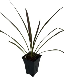 Chocolate Mint Cordyline Live Plant - 2.5