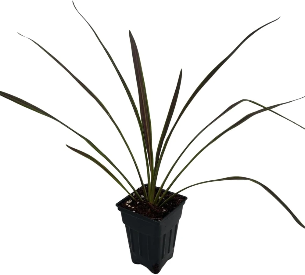 Chocolate Mint Cordyline Live Plant - 2.5" Pot - Indoor/Outdoor Foliage - Image 1