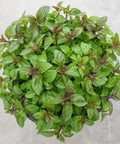 Chocolate Mint Live Plant – Fresh Perennial Herb – 4-6 Inch Tall – Easy Grow - Image 2