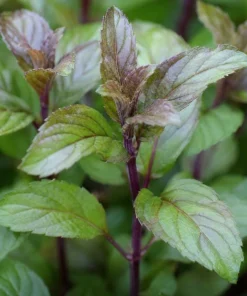 Chocolate Mint Live Plant – Fresh Perennial Herb – 4-6 Inch Tall – Easy Grow - Image 3