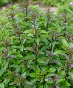Chocolate Mint Live Plant – Fresh Perennial Herb – 4-6 Inch Tall – Easy Grow - Image 4