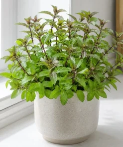 Chocolate Mint Live Plant – Fresh Perennial Herb – 4-6 Inch Tall – Easy Grow - Image 5