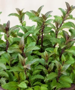 Chocolate Mint Live Plant – Fresh Perennial Herb – 4-6 Inch Tall – Easy Grow - Image 6
