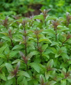 Chocolate Mint Live Plant – Fresh Perennial Herb – 4-6 Inch Tall – Easy Grow - Image 7