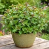 Chocolate Mint Live Plant – Fresh Perennial Herb – 4-6 Inch Tall – Easy Grow - Image 1