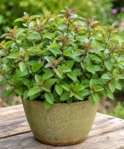Chocolate Mint Live Plant – Fresh Perennial Herb – 4-6 Inch Tall – Easy Grow - Image 1