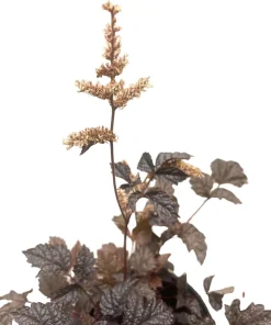 Chocolate Shogun Astilbe Live Plant - Shade Perennial - 1 Gallon Pot - Image 2