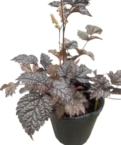 Chocolate Shogun Astilbe Live Plant - Shade Perennial - 1 Gallon Pot - Image 3