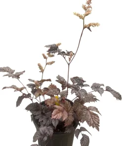 Chocolate Shogun Astilbe Live Plant - Shade Perennial - 1 Gallon Pot - Image 4