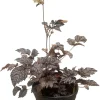 Chocolate Shogun Astilbe Live Plant - Shade Perennial - 1 Gallon Pot - Image 1