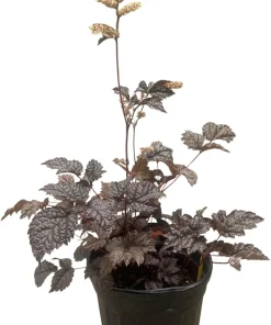 Chocolate Shogun Astilbe Live Plant - Shade Perennial - 1 Gallon Pot - Image 1