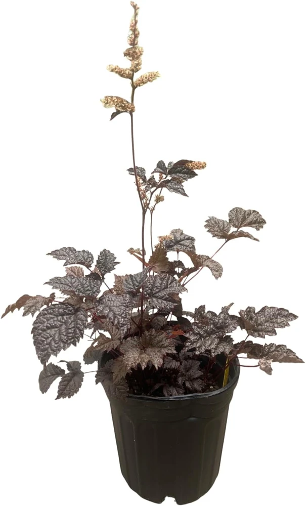 Chocolate Shogun Astilbe Live Plant - Shade Perennial - 1 Gallon Pot - Image 1