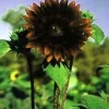 Chocolate Sunflower Seeds - 20 Seeds - Helianthus annuus - Tall Branching - Image 1