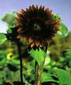 Chocolate Sunflower Seeds - 20 Seeds - Helianthus annuus - Tall Branching - Image 1