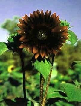 Chocolate Sunflower Seeds - 20 Seeds - Helianthus annuus - Tall Branching - Image 1