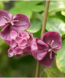 Chocolate Vine Live Plant - Edible Akebia quinata - 2.5" Pot - Outdoor - Image 2