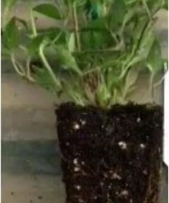 Chocolate Vine Live Plant - Edible Akebia quinata - 2.5