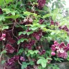 Chocolate Vine Live Plant - Edible Akebia quinata - 2.5" Pot - Outdoor - Image 1