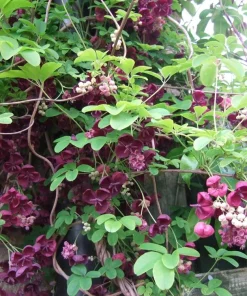 Chocolate Vine Live Plant - Edible Akebia quinata - 2.5