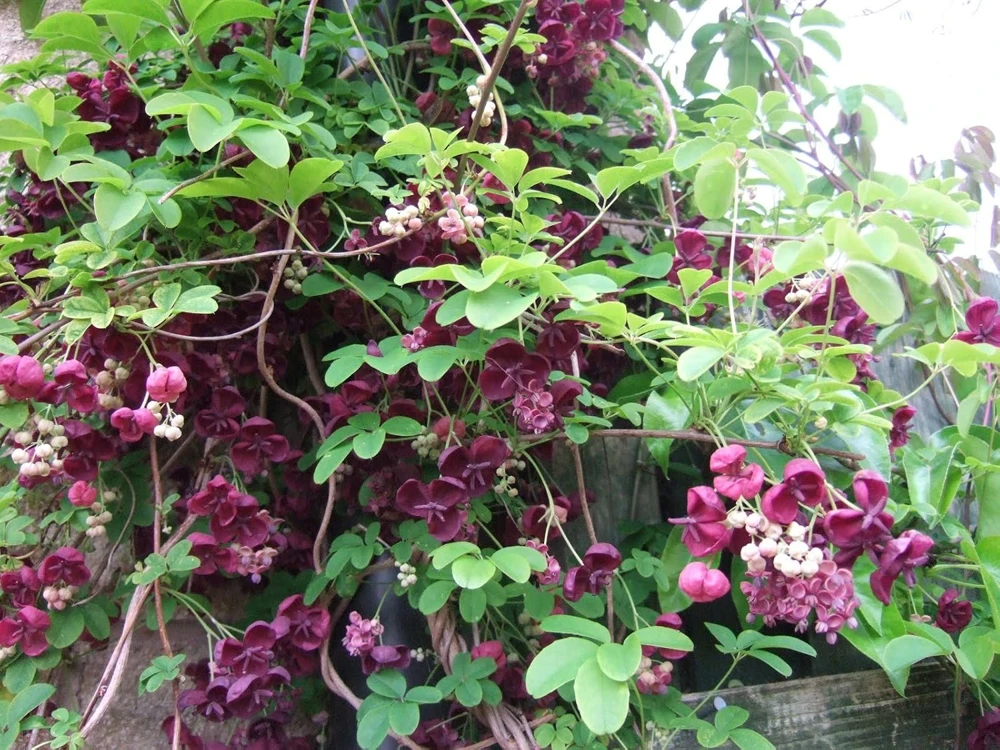 Chocolate Vine Live Plant - Edible Akebia quinata - 2.5" Pot - Outdoor - Image 1