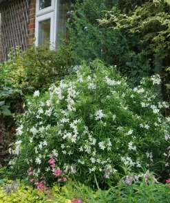 Choisya Pinball Blizzard Live Plant - Mexican Orange Shrub - White Blooms - 4 inch Pot - Image 3